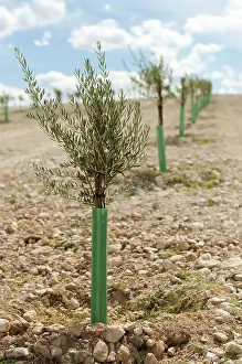 Small olive trees in a row. Yang olive plantation