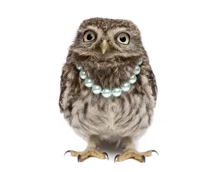 Small owl Athene noctua, standing on white background