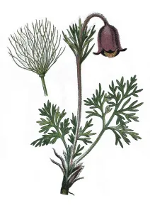 Small Pasque Flower (Pulsatilla pratensis)