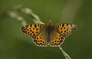 Small Pearl-bordered Fritillary (Issoria lathonia)