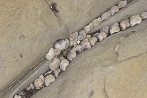 Small Periwinkle (Littorina neritoides) adults