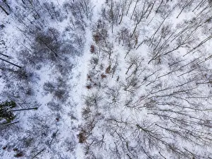 Category Forests Prints: Small piece of deciduous forest in winter full of snow from a birds eye view