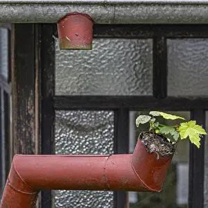 A small plant growing out of an old red gutter on a building