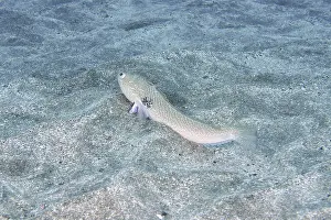 Small poisonous fish, Petermaennchen (Trachinus draco)