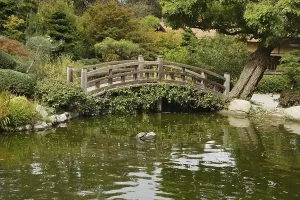 A small pond and a decorative wooden bridge in the Japanese garden in Saratoga