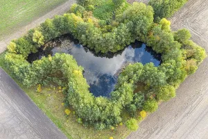 Small pond on farmland, surrounded by bushes