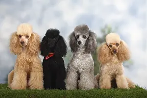 Small poodle, apricot, black and silver, poodle