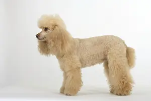 Small poodle, apricot, poodle, lateral