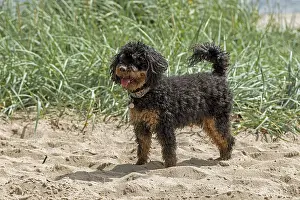 Small poodle, black and tan, beach