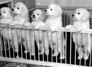 Five small poodles in the playpen ca