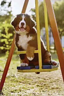 Small puppy dog sitting on teeter