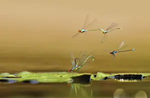 Small Red-eyed Damselfly (Erythromma viridulum) pair mating on leaf of water lily