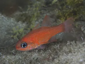 Small red fish, mullet king (Apogon imberbis)