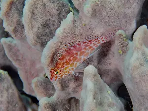 A small red fish, Spotted Coral Guardian (Cirrhitichthys oxycephalus)