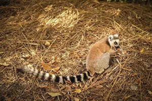 Small ring tailed lemur eating orange skin in National Reserve