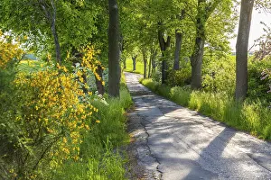 Small road with alley and blooming shrubs near Weissenberg