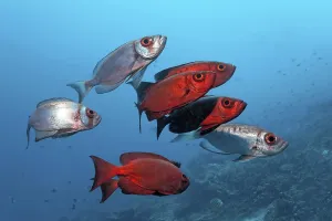 Small school of Common Bigeye (Priacanthus hamrur) color