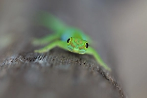 Small Seychelles day gecko (Phelsuma astriata semicarinata) on a palm tree