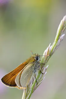 Small Skipper Butterfly (Thymelicus sylvestris) perched on a grass stem