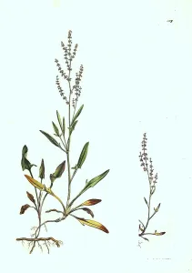Small sorrel, Rumex acetosella