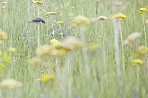 Small sparrow in the field sits on the flower