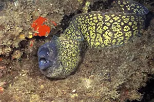 Small specimen of mediterranean moray (Muraena helena)