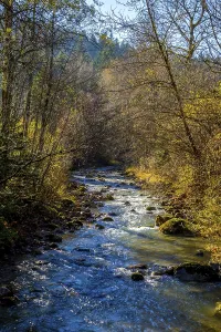 Small stream in autumn-coloured forest on the mountains near Pfronten in the Allgau in Bavaria