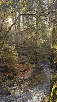 A small stream flows through an autumnal forest