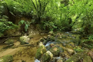A small stream flows through a dense