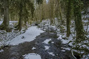 A small stream flows through a forest