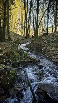 Small stream flows through a forest surrounded by moss and trees in sunlight