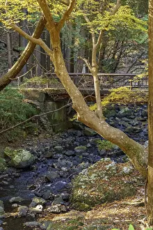 A small stream flows through a forest surrounded by trees and a wooden bridge