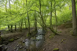 Small stream flows through a green forest full of trees and moss