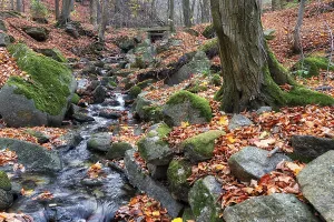 Small stream in the Harz Mountains