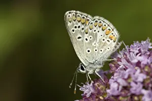 Small sunflower blue