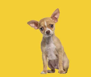 Small tan and white short haired Chihuahua puppy