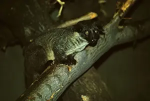 Small-toothed palm civet (Arctogalidia trivirgata)