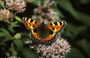 Small Tortoiseshell (Aglais urticae)