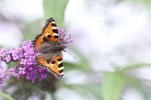 Small tortoiseshell (Aglais urticae)
