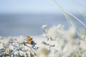 Small tortoiseshell (Aglais urticae) butterfly