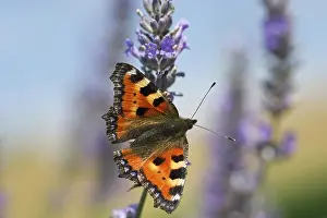 Small Tortoiseshell (Aglais urticae syn)