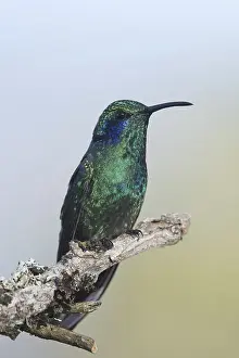 Small violet-eared hummingbird (Colibri thalassinus)