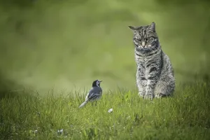 Small wagtail bird sitting in front of tabby cat in a green lawn