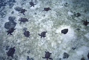 Small water turtles