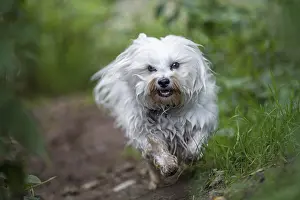 A small white dog runs along a forest path towards the photographer