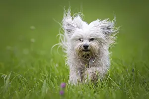 Small white dog runs through a green meadow towards the photographer