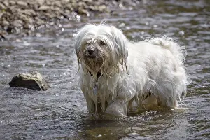 Framed Print : Small white dog stands in the water and looks slightly out of the picture