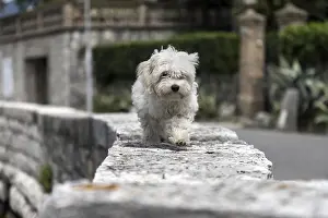 A small white dog walking along a stone wall in an outdoor setting with greenery