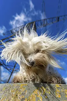 Small white Havanese sits on the base of an overhead power line and looks down