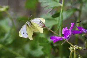 Small white (Pieris rapae), approaching a flower